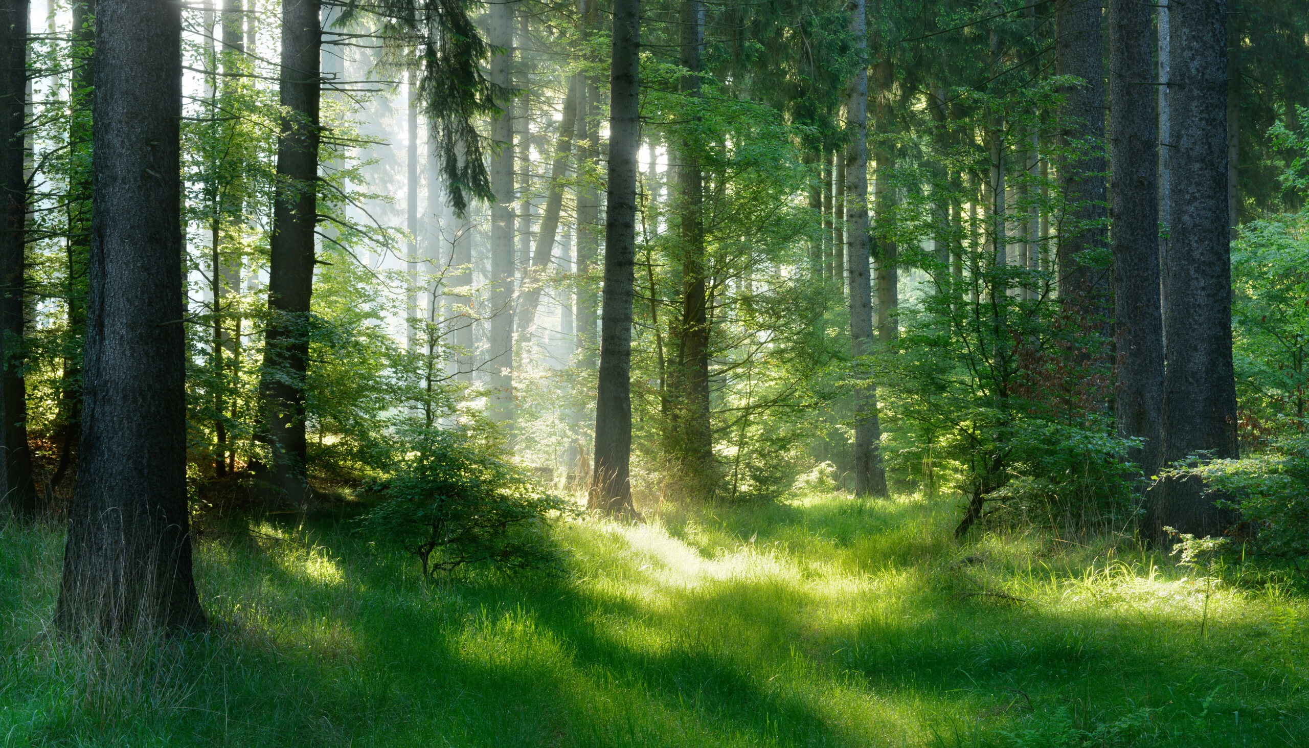 Natural Forest of Spruce Trees