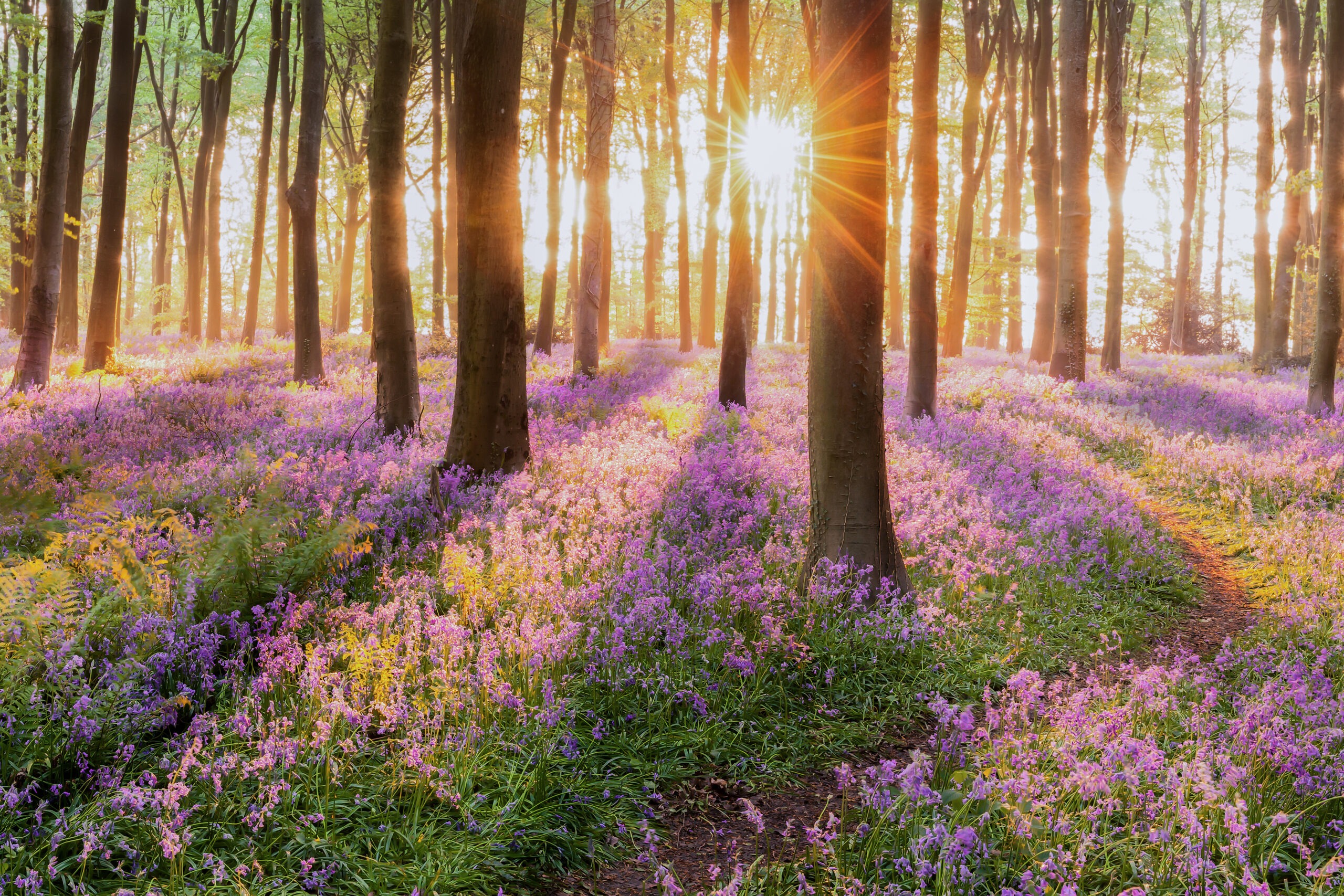 Beautiful Woodland Bluebell Forest in Spring